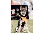 Adopt Whiteout a Black - with Tan, Yellow or Fawn German Shepherd Dog / Mixed