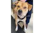 Adopt Conner a Pit Bull Terrie