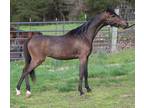 ASPCAMHR bay yearling filly sired by National Grand stallion
