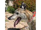 Adopt Czar a Brindle Greyhound / Mixed dog in El Cajon, CA (34221377)