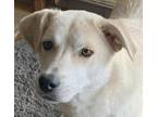 Adopt SEDA (local, yo) New Westminster a Labrador Retriever / Akbash dog in