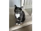 Adopt Thunder and Rosie a Gray or Blue Domestic Shorthair / Mixed (short coat)