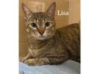 Adopt Lisa a Brown Tabby Domestic Shorthair (short coat) cat in Enka