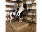 Smooth gaited Bay N white Spotted Mare 8 years old 142 hands Trail Horse
