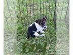 Jack Russell Terrier PUPPY FOR SALE ADN-358836 - Jack Russell Puppies