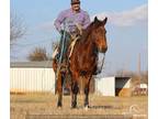 All Around Bay BLM Mustang Trail Ranch Rodeo Roping Gelding