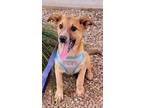 Adopt Polo a Brown/Chocolate Australian Cattle Dog / Collie / Mixed dog in
