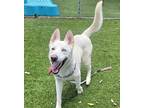 Adopt LOUIS a White German Shepherd Dog / Mixed dog in Downey, CA (34233157)