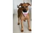 Adopt Misha a Boxer / Rhodesian Ridgeback / Mixed dog in Dalton, GA (34232790)