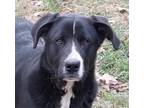 Adopt Cooper a Black - with White Border Collie / Great Pyrenees / Mixed dog in