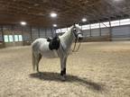Welsh Pony for Lease