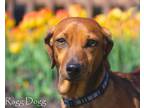 Adopt Chico a Brown/Chocolate Dachshund dog in Kelowna, BC (34239657)