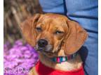 Adopt Vainillo a Tan/Yellow/Fawn Dachshund dog in Kelowna, BC (34239655)