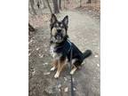 Adopt Winston a Black German Shepherd Dog / Bernese Mountain Dog / Mixed dog in