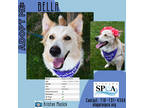 Adopt Bella a White Border Collie / Mixed dog in Niagara Falls, NY (34235470)