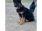 German Shepherd Dog Puppy for sale in Pritchett, CO, USA