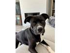 Adopt Keiko a Staffordshire Bull Terrier, Mixed Breed