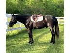 Adopt Buzz a Black Standardbred / Mixed horse in Sharon Center, OH (34253821)