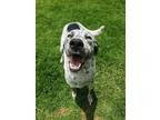 Adopt COLLAGE a White - with Black English Pointer / Great Dane / Mixed dog in