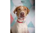 Adopt Nala a White - with Tan, Yellow or Fawn Beagle / Labrador Retriever dog in