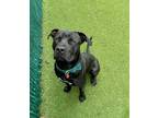 Adopt Barkley a Black Mastiff / Mixed dog in Alpharetta, GA (34251504)