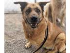 Adopt LIZZI* a Brown/Chocolate German Shepherd Dog / Mixed dog in Tucson