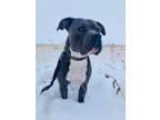 Adopt Kya a American Staffordshire Terrier, Pit Bull Terrier