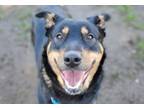 Adopt NICKY a Rottweiler, Mixed Breed