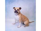 Adopt Pen 119 Bugz a American Staffordshire Terrier