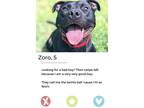 Adopt Zoro a American Staffordshire Terrier