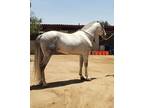 Grey PRE stallion