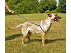 Adopt Mystic a German Shepherd Dog