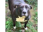 Adopt Izzy a Chocolate Labrador Retriever, Pit Bull Terrier