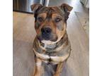 Adopt Atim a Brown/Chocolate American Pit Bull Terrier / Mixed dog in Edmonton