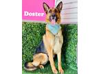Adopt Doser a Brown/Chocolate - with White German Shepherd Dog / Mixed dog in