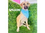Adopt Wilson a Black - with Tan, Yellow or Fawn German Shepherd Dog / Labrador