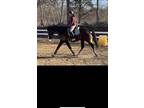 15 yo OTTB 172HH been there done that Gelding