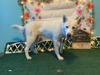 Adopt TWYLA a White German Shepherd Dog / Mixed dog in Baldwin Park