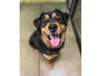 Adopt Pippa Rose a Black - with Tan, Yellow or Fawn Rottweiler / Cocker Spaniel
