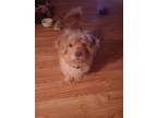 Adopt Ryder low rider a Tan/Yellow/Fawn Cairn Terrier / Dachshund / Mixed dog in