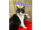 Adopt Jackson a All Black Domestic Shorthair / Domestic Shorthair / Mixed cat in