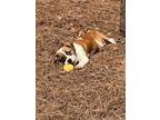 Adopt Vanna a Basset Hound / Hound (Unknown Type) / Mixed dog in Newnan