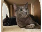 Adopt Oakley Russian Blue & Adopted Kitten Betty White a Gray or Blue Russian