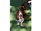 Adopt Issac a Tricolor (Tan/Brown & Black & White) Basset Hound / Mixed dog in