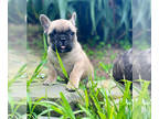 French Bulldog PUPPY FOR SALE ADN-361458 - Family Friendly Frenchies in San