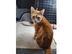 Adopt Candy a Orange or Red Tabby Domestic Shorthair / Mixed (short coat) cat in