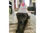 Adopt Scrappy a Brindle - with White American Pit Bull Terrier / Plott Hound /