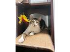 Adopt Pot Roast a Spotted Tabby/Leopard Spotted Domestic Shorthair / Mixed cat