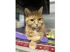 Adopt Smitty a Domestic Shorthair / Mixed (short coat) cat in Saint Albans