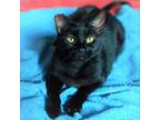 Adopt Dahlia Ferragamo a All Black Domestic Shorthair / Mixed cat in Durham